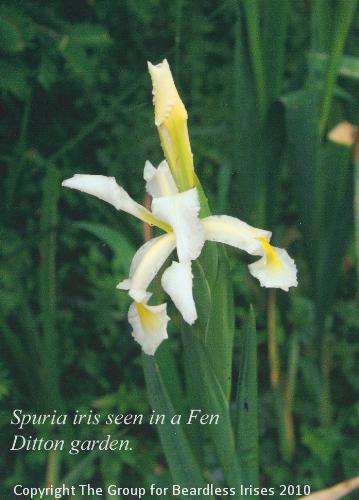 5124 Seen in Fen Ditton garden